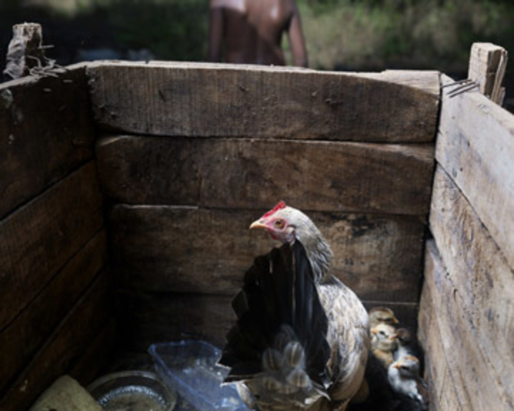 Chickens