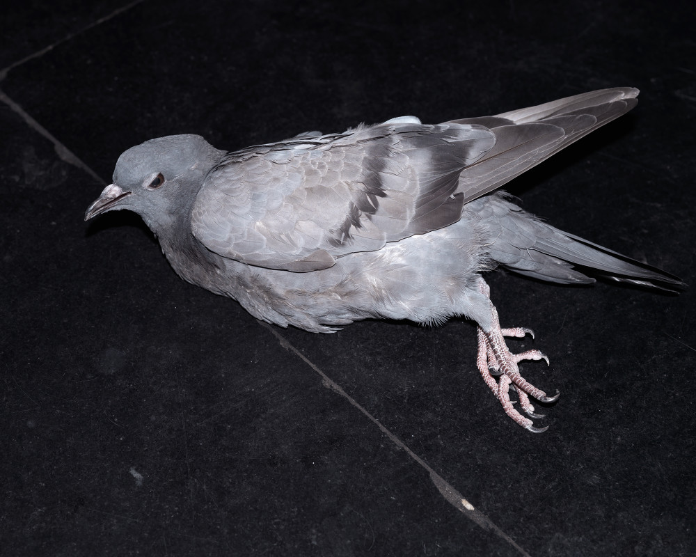 Untitled (Pigeon)